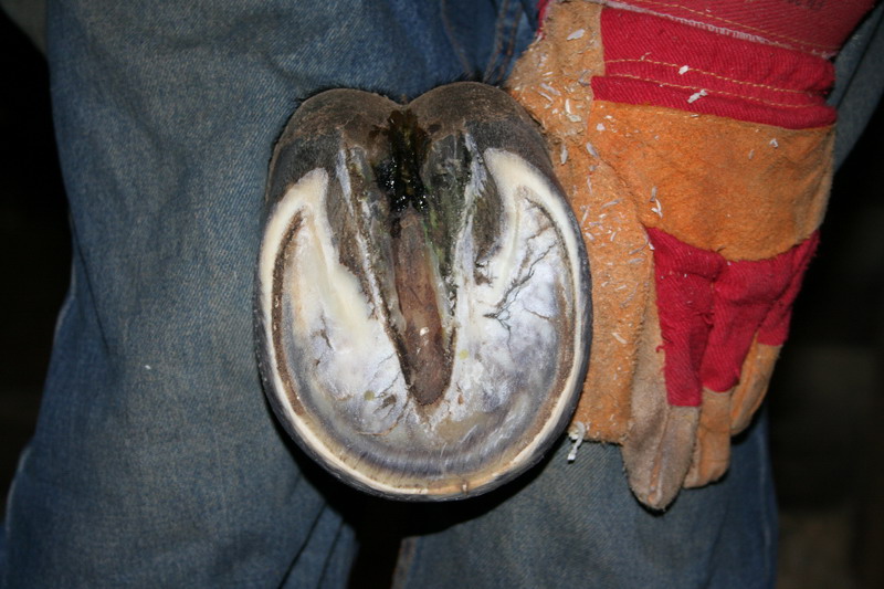 IMG_1415.jpg1.jpg"%20height="533"%20width="800